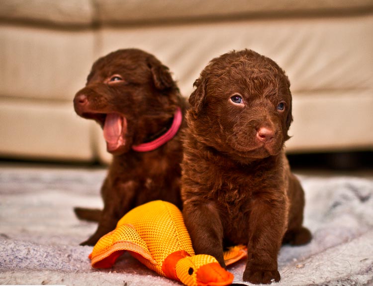 ¿Cuánto cuesta un Chesapeake Bay Retriever?
