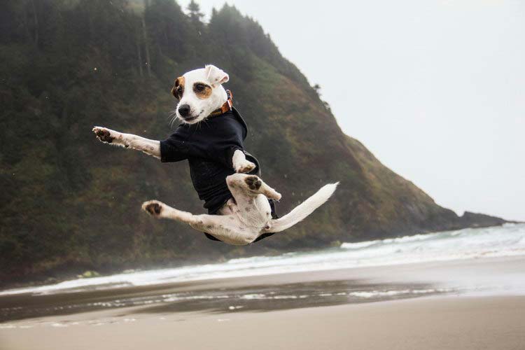 Carácter del Jack Russell