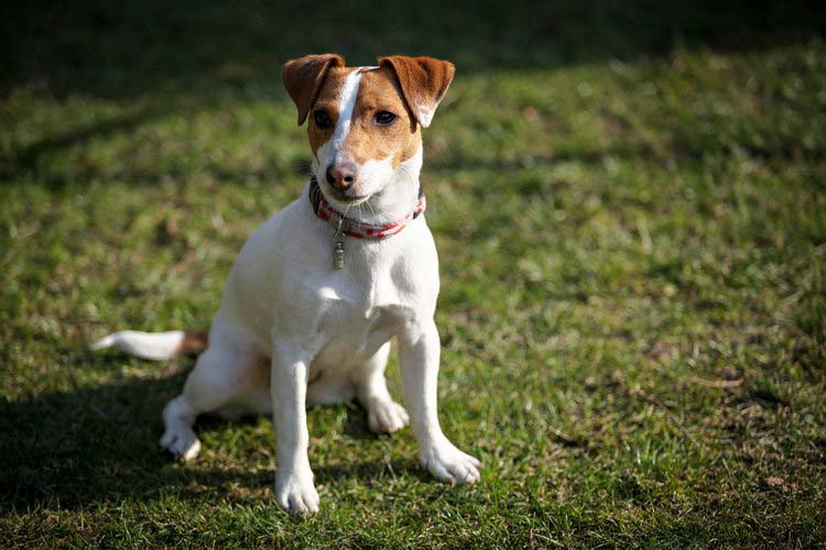 Foto de Jack Russell