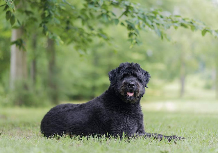 Bouvier des Flandres con corte de pelo