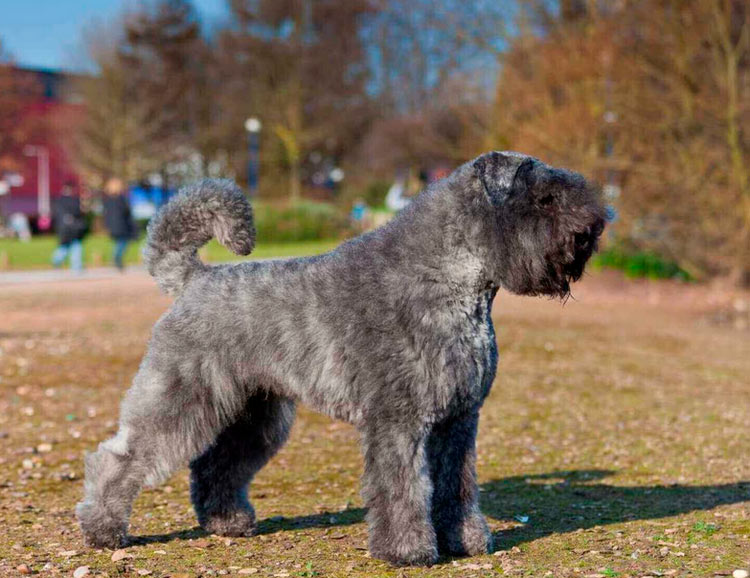 perro de raza Bouvier de Flandes