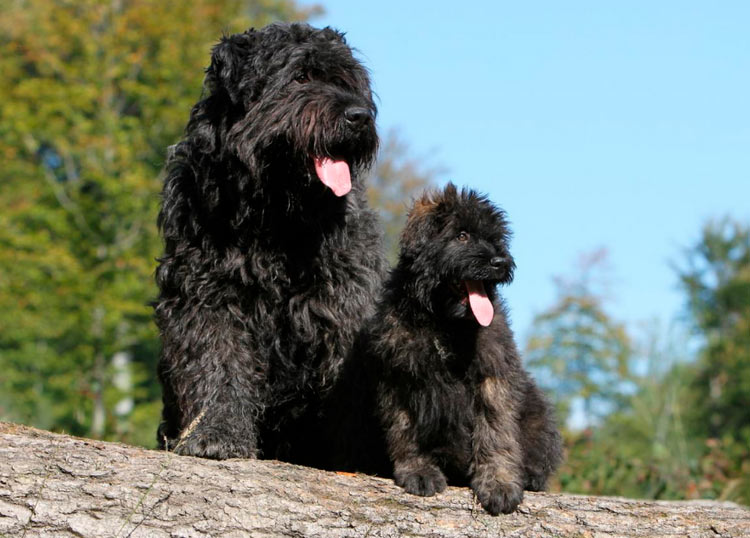 dos perros de la raza Boyero de Flandes