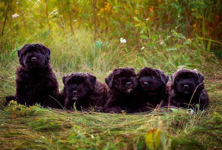 cachorros de Bouvier de Flandes