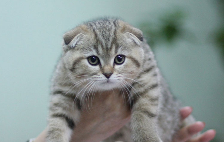 Precio del gatito Fléppig