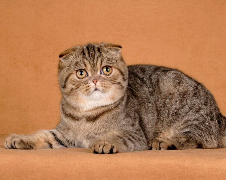 gato de raza Fleppig