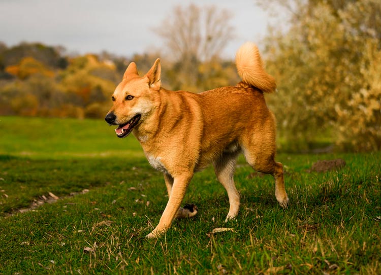 Perro de Canaán corriendo