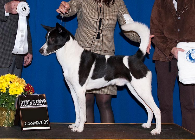 perro de la raza Perro de Canaán
