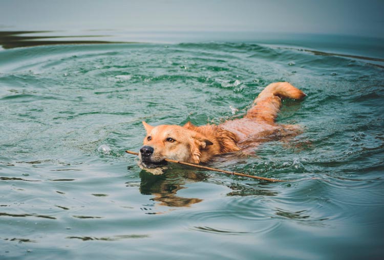 perro de Canaán en el agua