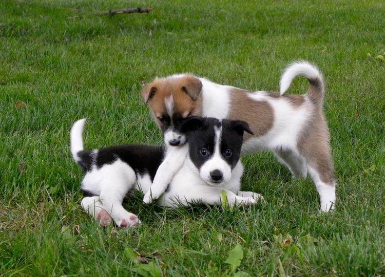 Cachorros de la raza perro de Canaán