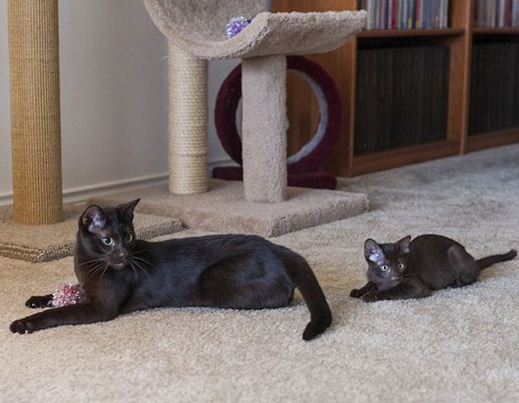 gato y gatito Habana Brown