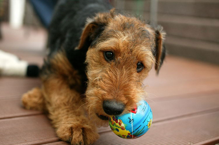 cómo elegir un cachorro de airedale terrier