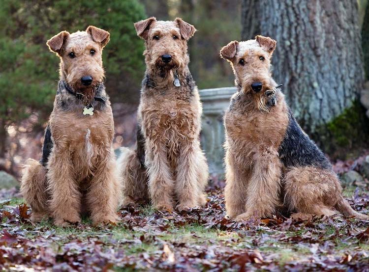 tres Airedale terriers