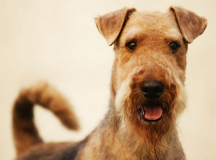foto del airedale terrier