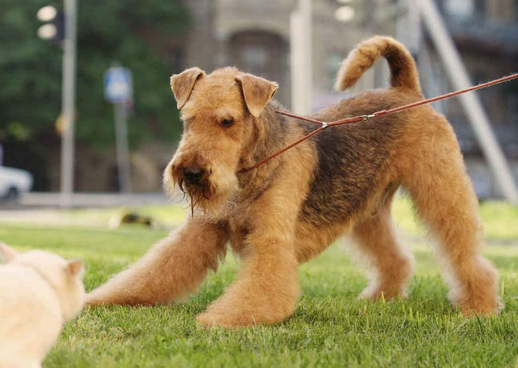 Airedale terrier y gato