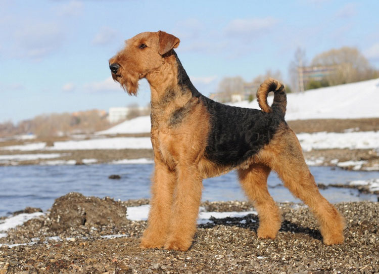 cómo es el airedale terrier