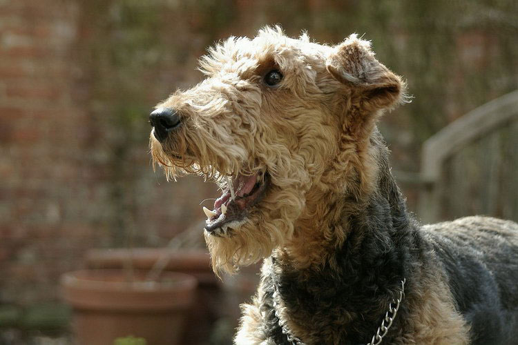color del airedale terrier