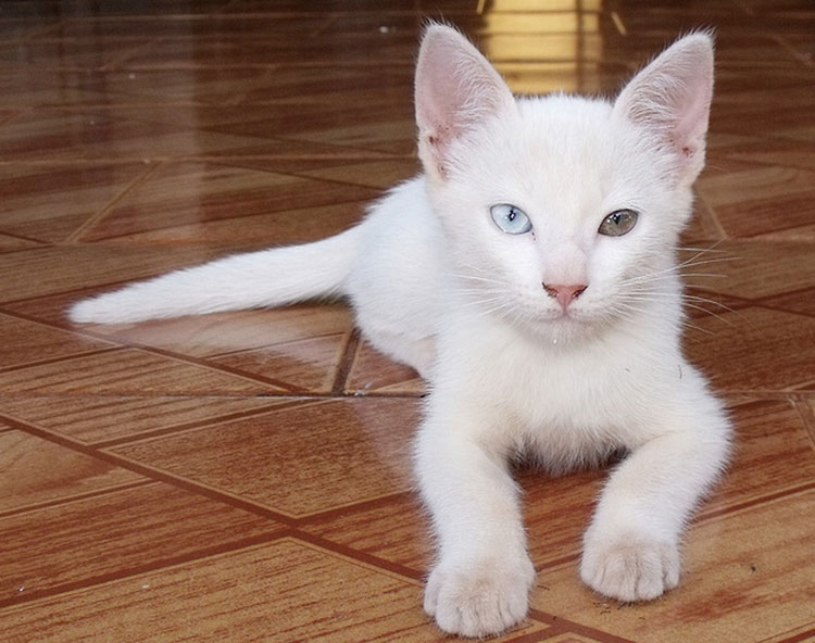 gatito Kao Mani