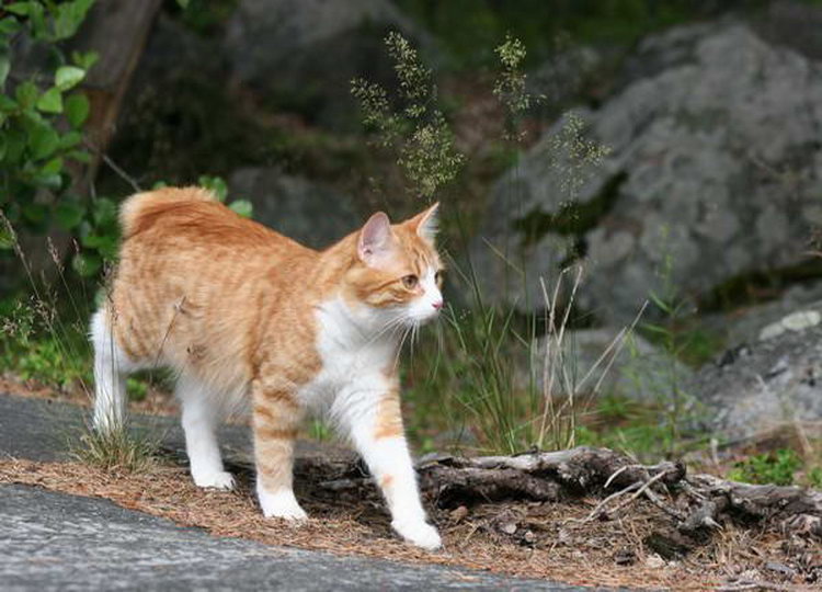 gato carelio