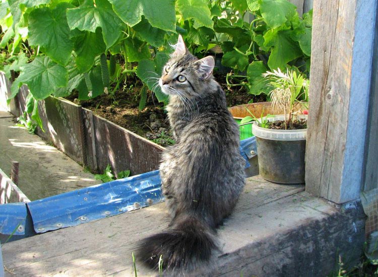 gatos de la raza Bobtail de Carelia