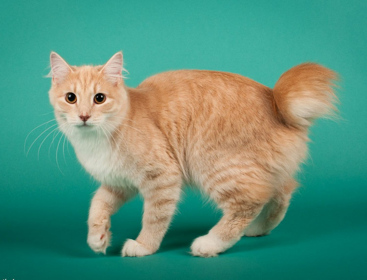 bobtail carelio rojizo
