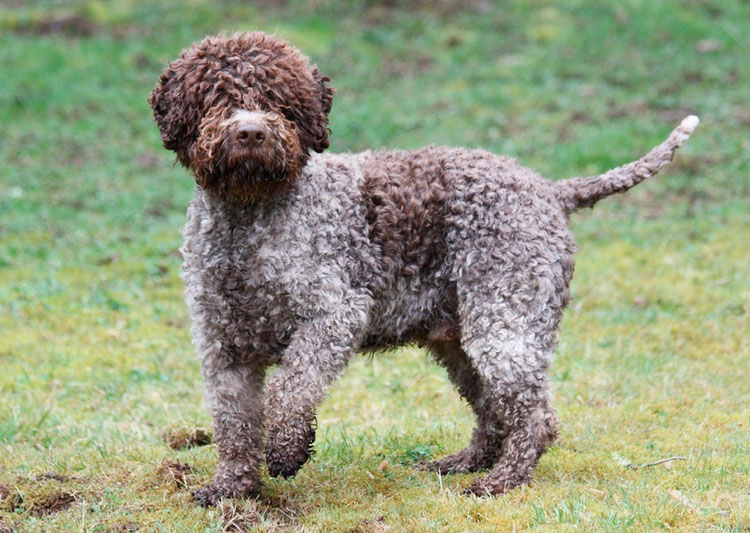 perro de raza Lagotto Romagnolo