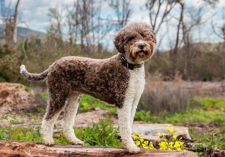 Lagotto Romagnolo con corte de pelo