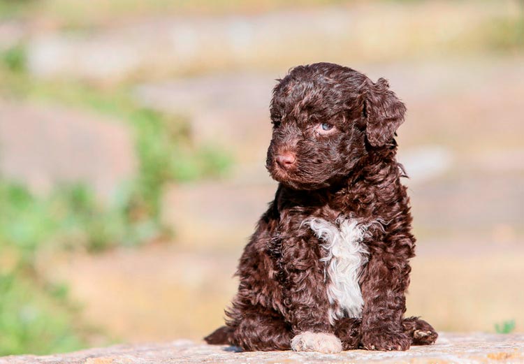 cachorro de raza Lagotto Romagnolo