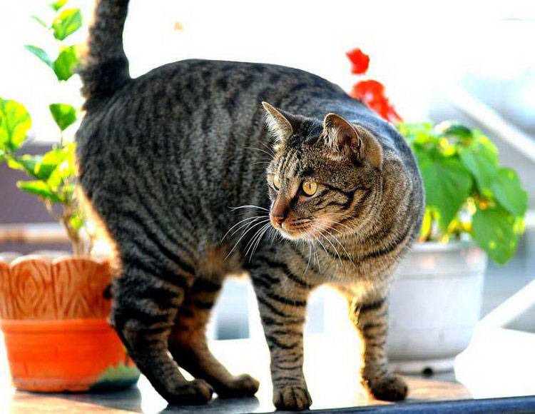 gato dragon li