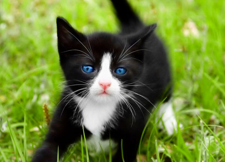¿Qué raza es el Ojos Azules?