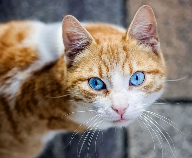 raza con ojos azules