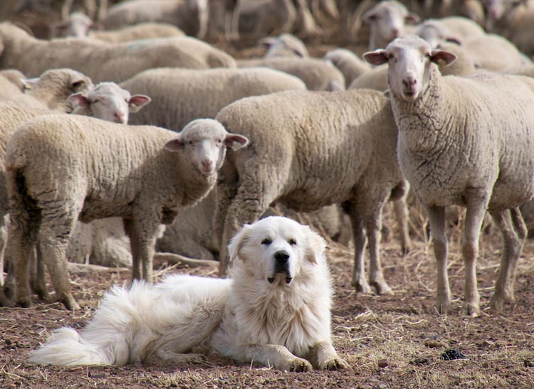 Gran Perro de los Pirineos en el trabajo