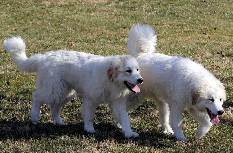 Sobre la raza Perro de Montaña de los Pirineos