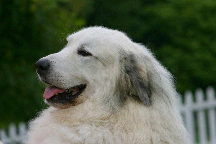 raza de perro Gran Perro de los Pirineos