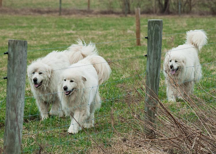 Foto del gran perro de los Pirineos