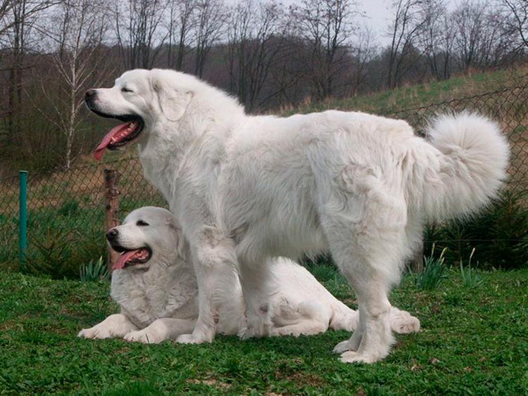 Perro de pastor de Podhale - Tatra