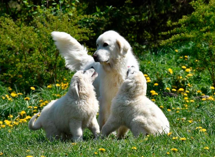 perros de raza Pastor polaco de Podhale