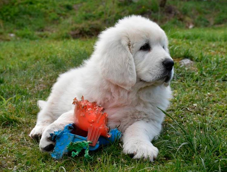 Cachorro de pastor polaco de Podhale