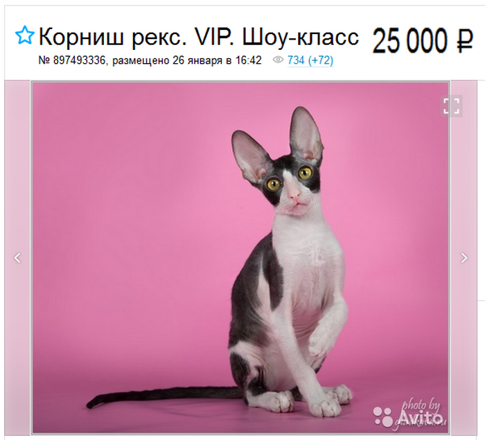 Cornish Rex Show-Klasse