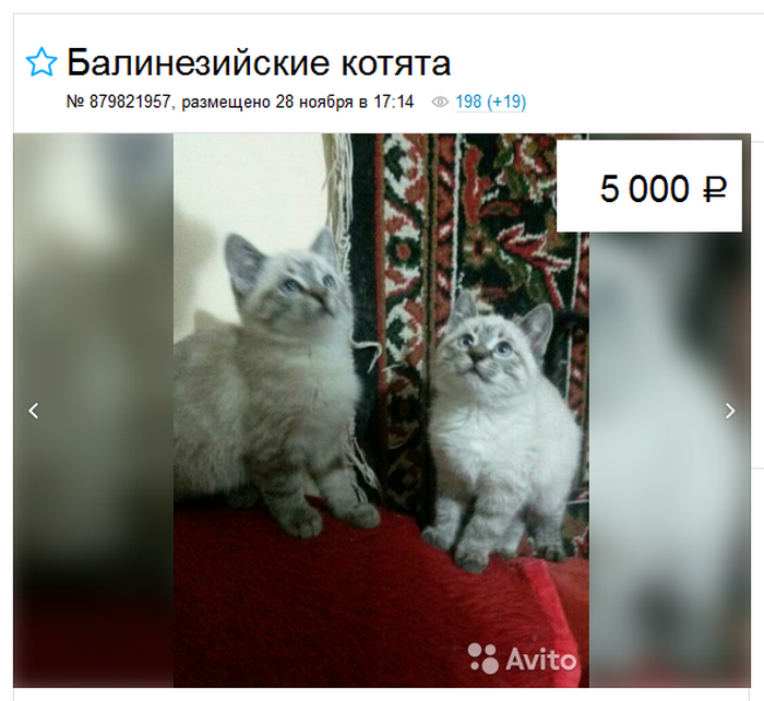 precio del gato balinés