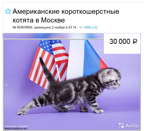 Gato americano de pelo corto: precios en Moscú