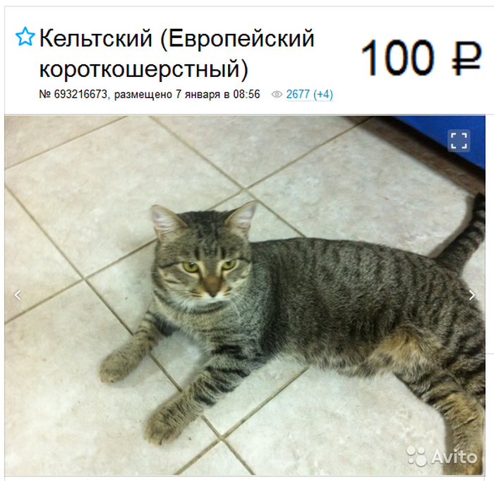 Anuncio de gato europeo de pelo corto