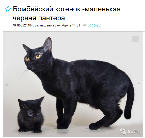 gatitos de raza de Bombay