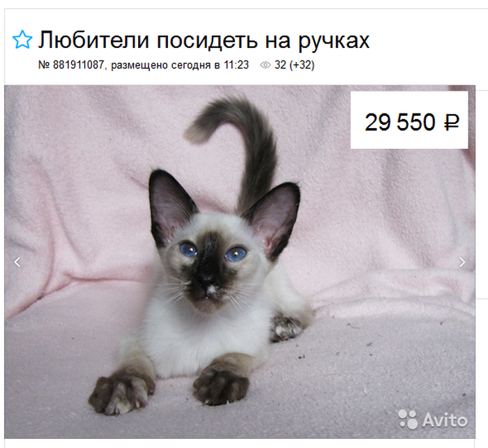 precio de los gatitos balineses