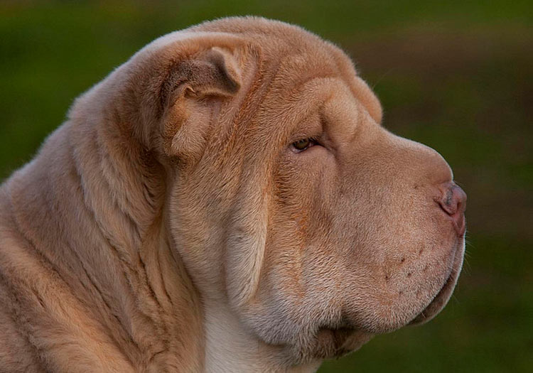 Color diluido del shar pei