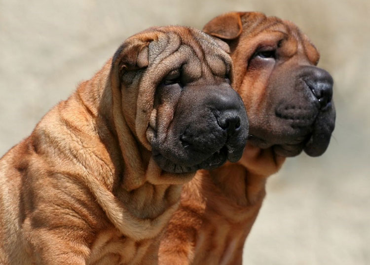 dos shar peis