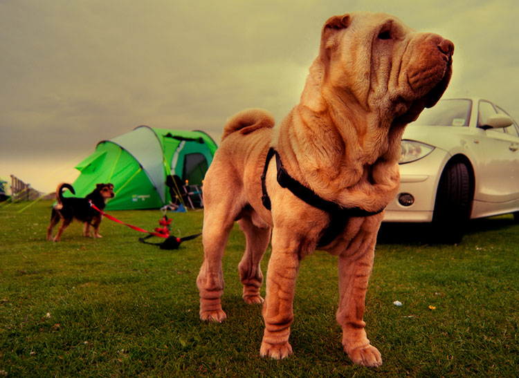 raza Shar Pei chino