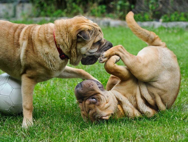 dos shar peis