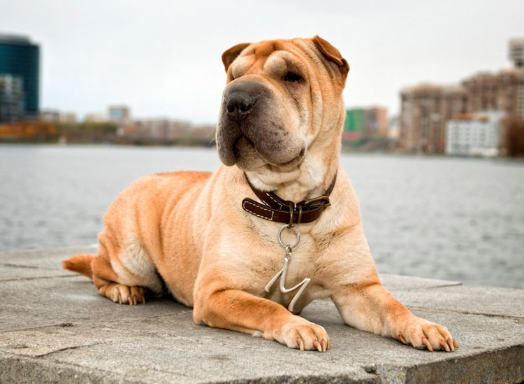 Shar Pei chino