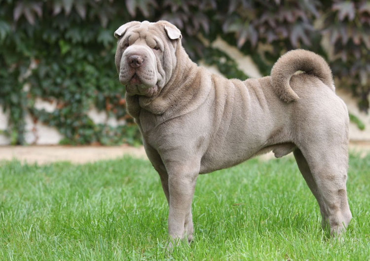 Perro de raza shar pei