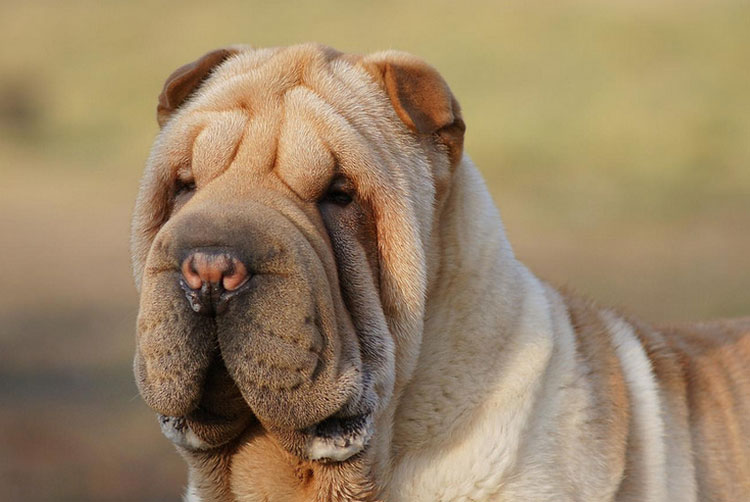 foto de Shar Pei